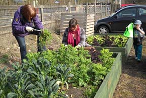 Incredible Edible